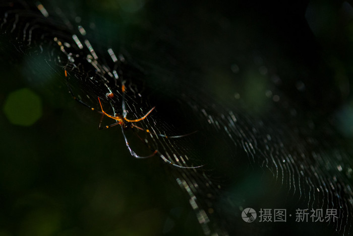 蜘蛛蜘蛛坐在它的巢穴在黑色背景上