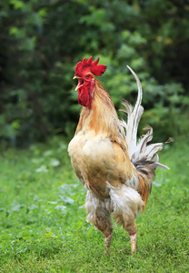 的自由范围鸡,包括一只橙色和黑色的雄性公鸡和白色母鸡站在草地上