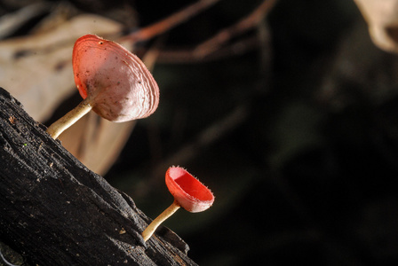 美丽的粉红色香槟蘑菇在雨林里,泰国照片