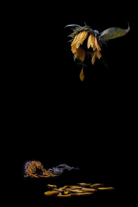 黑色向日葵图片