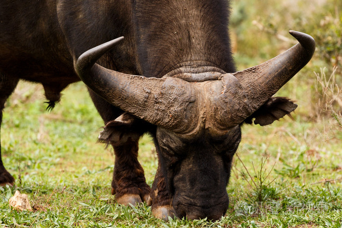 非洲野牛的角的特写