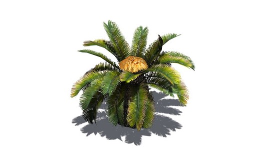 西谷西谷椰子-在白色背景上分离照片