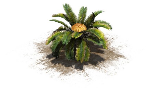 西谷椰子-在白色背景上分离照片