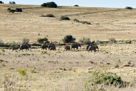 非洲大象走到水潭的家庭图片