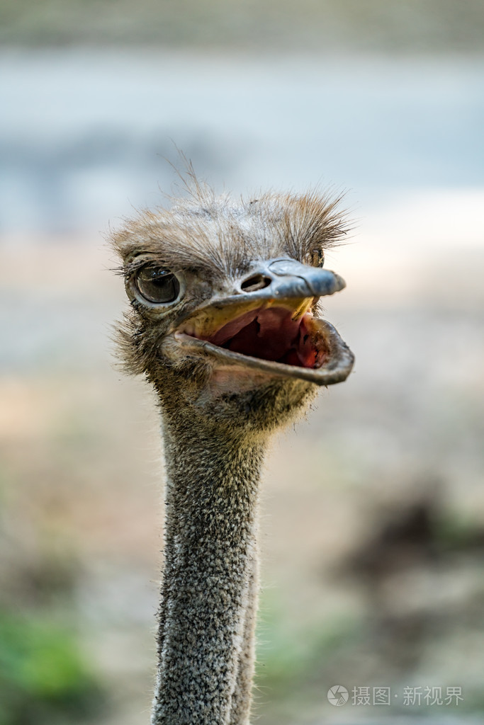 鸵鸟的头
