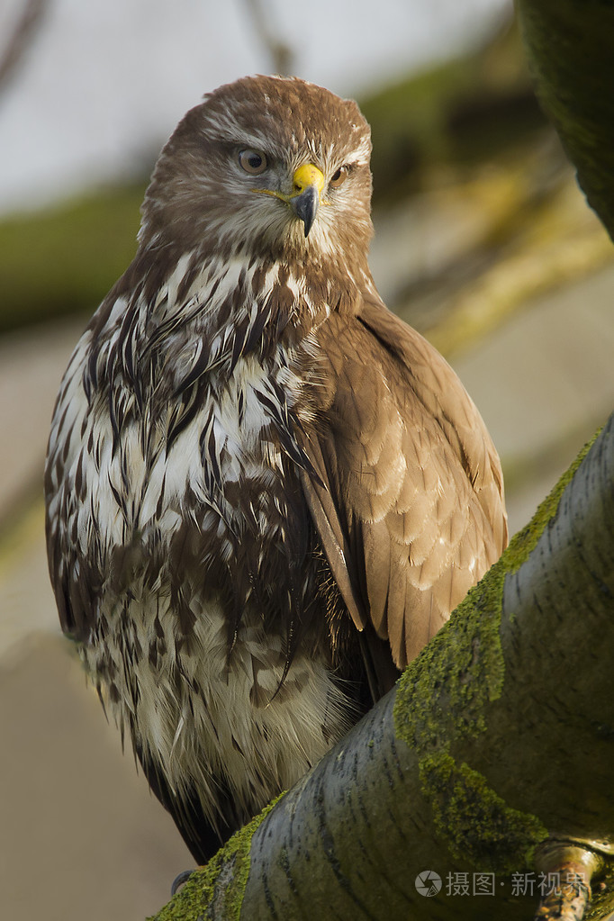 在性质上的鹫鸟