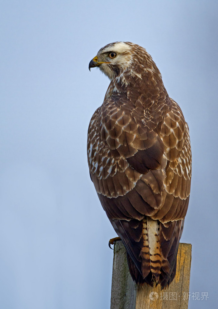 在性质上的鹫鸟