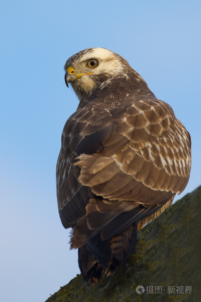 在性质上的鹫鸟