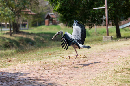 年轻的旅行者享受看着日落在蒲甘缅甸亚洲