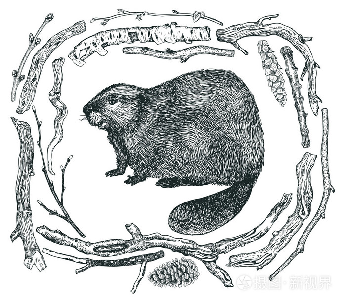 浮木和海狸的素描风格手绘图框架