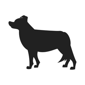 牧羊犬小黑白边境牧羊犬柯基犬图片组合狗年轻的边境牧羊犬边境牧羊犬