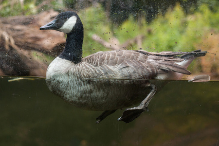 加拿大鹅科图片