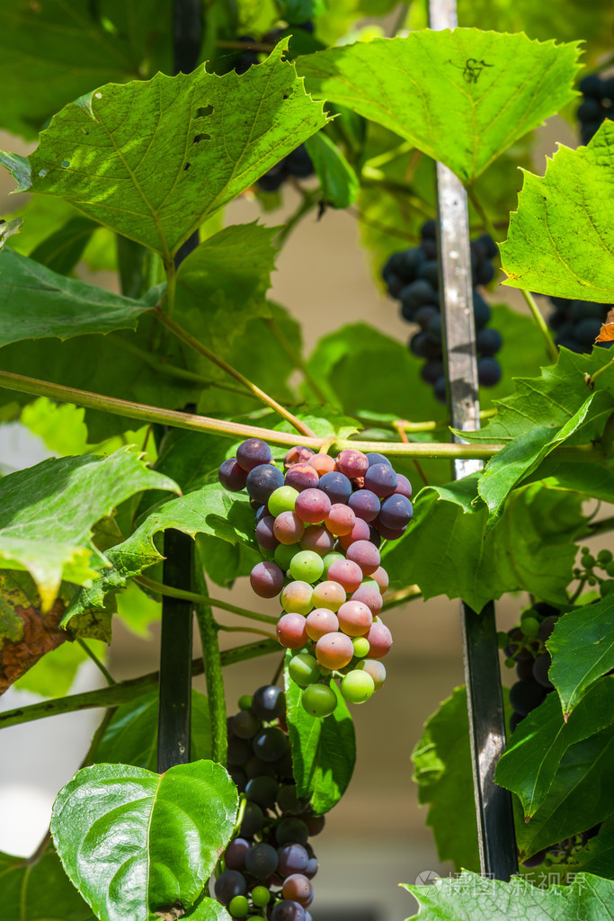 葡萄藤上的葡萄
