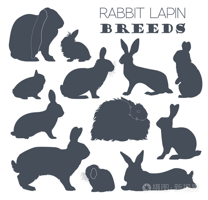 兔子，落聘品种图标集。平面设计