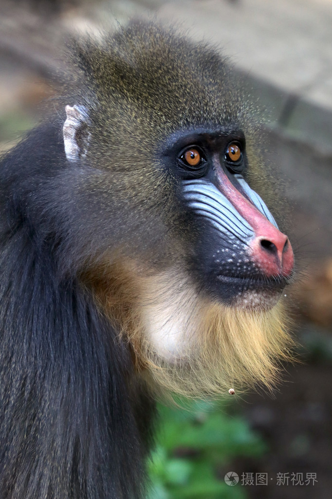 在动物园里的多彩山魈