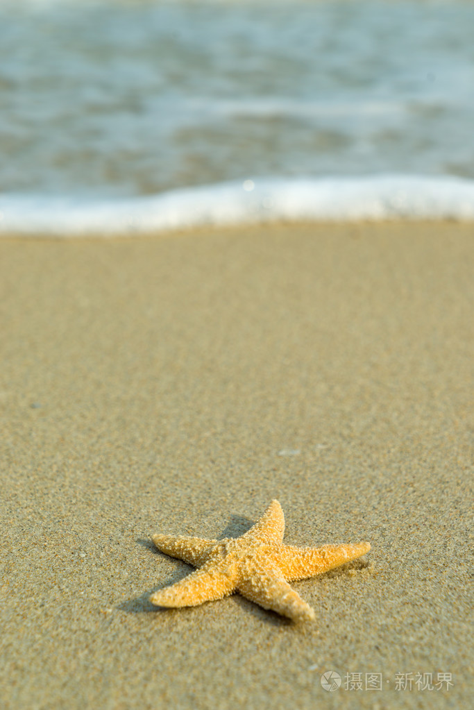 在完美的海滩上的海星