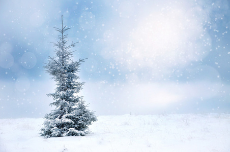 冬季圣诞景观与云杉和雪花图片