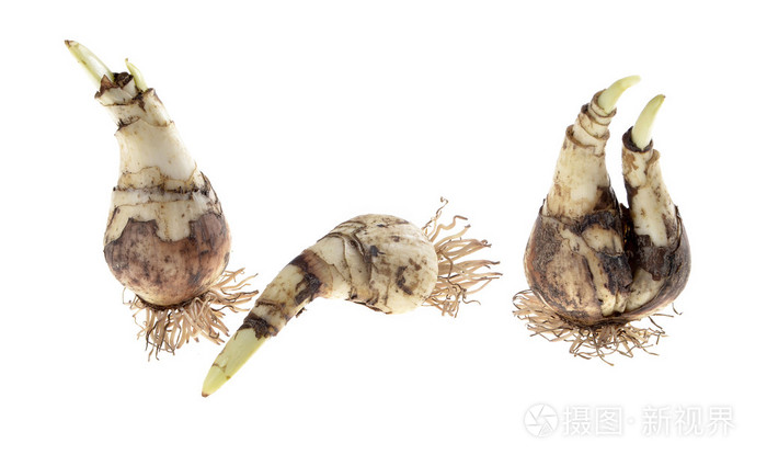 水仙花球茎植物