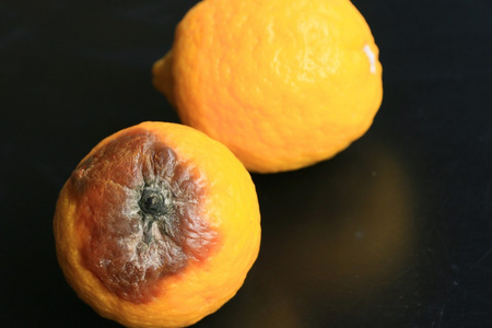 腐烂的柠檬黑色背景照片
