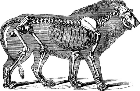 狮子骨骼结构图图片