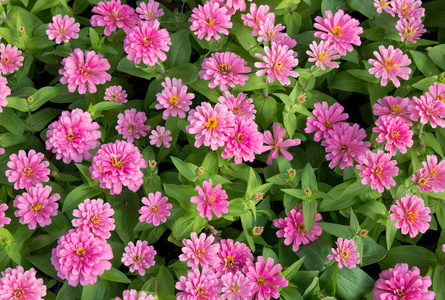 粉红色的百合草花顶视图照片