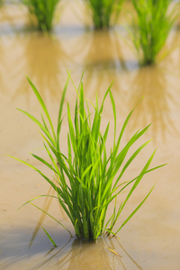 稻田上的水稻图片