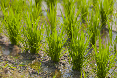 水稻幼苗期图片图片