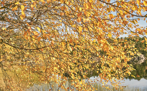 秋天在湖面上的黄桦树叶图片