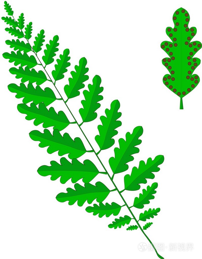 绿色藻体的一种蕨类植物,叶,白色,矢量图上的褐色孢子囊