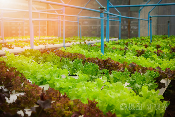 绿色水培有机沙拉蔬菜的农场,泰国.选择性的焦点