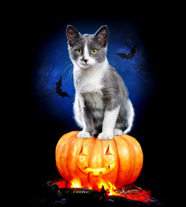 坐在南瓜上的万圣节猫照片