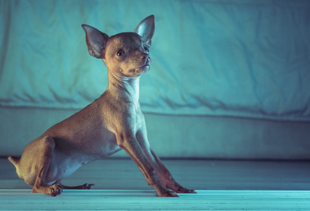 可爱的迷你杜宾犬的小狗图片