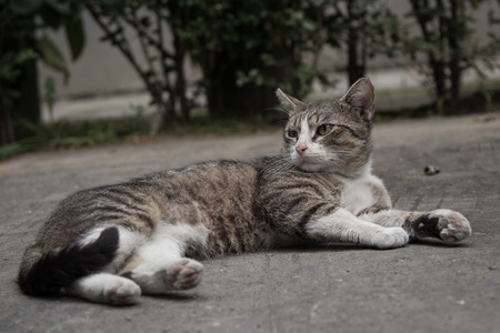 躺在后院的野猫自行车图片