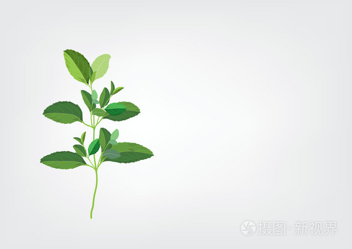 罗勒叶在树枝上.草药手绘图图.食物的原料植物.隔绝的图片对象或背景