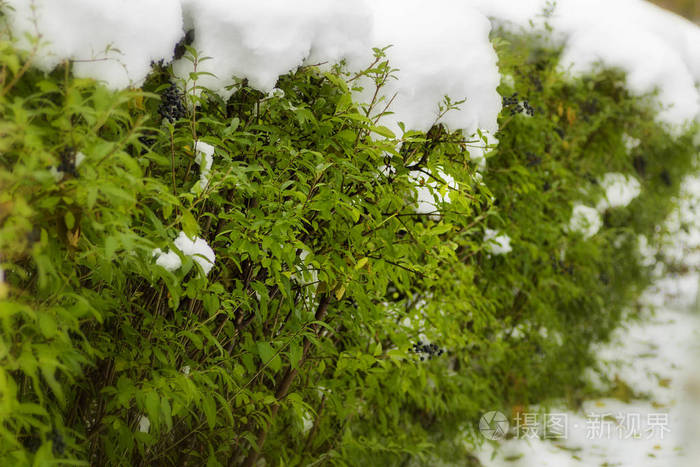 绿色灌木丛上的雪