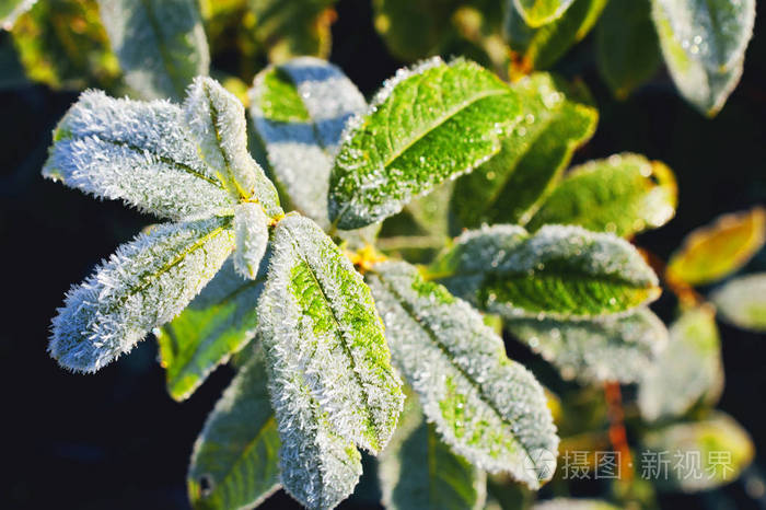 在绿色的树叶上的霜