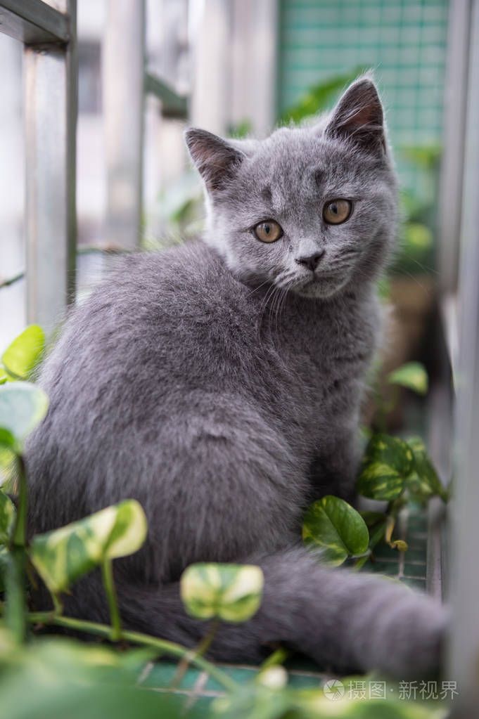 灰色短毛猫小猫