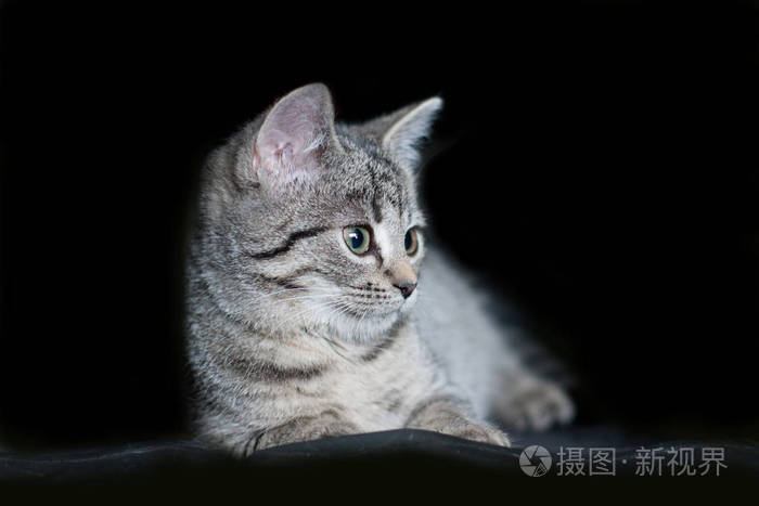 在黑色背景上的灰色 平纹 年轻小猫