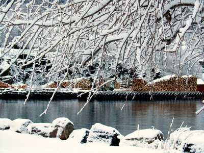 水在冬天有雪和雾树树干运输图片