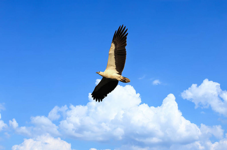 鹰飞天空霸气的图片图片