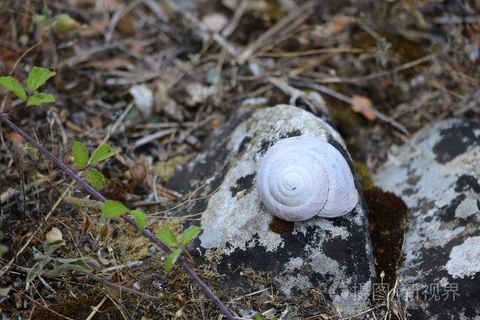 美丽的白色蜗牛壳在地上