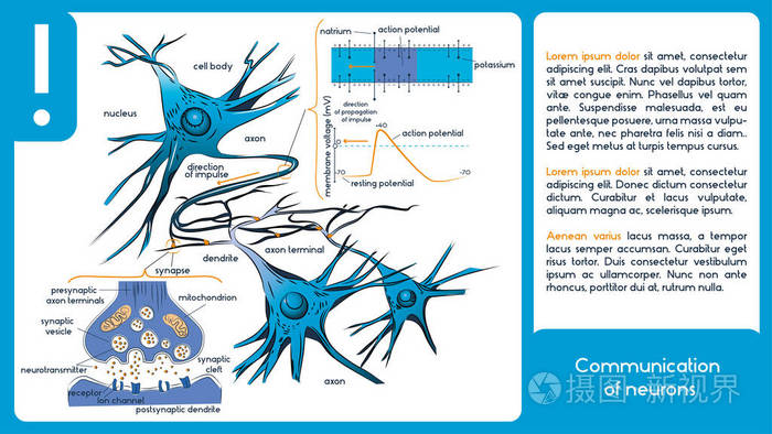 神经元的沟通。3 图