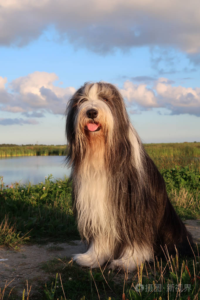 狗具髯毛牧羊犬