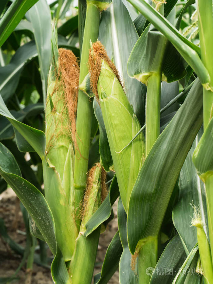 树上的绿色玉米在田野里
