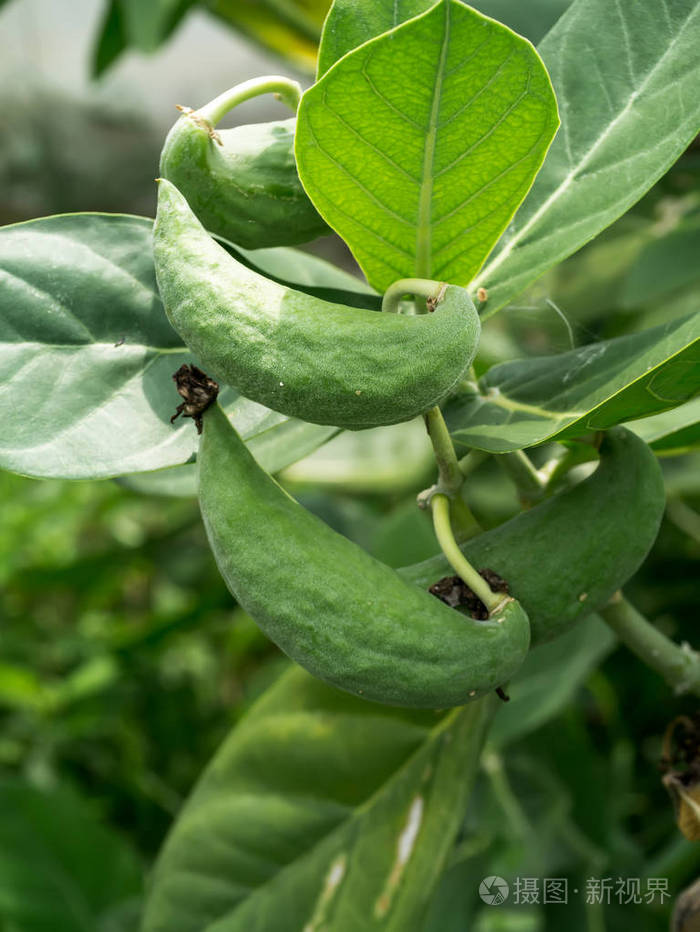 calotropis巨树的种子
