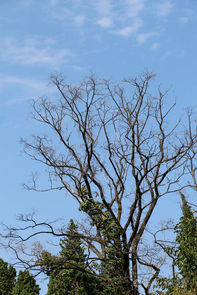 绿色公园里的枯树照片-正版商用图片1qvb5d-摄图新视界