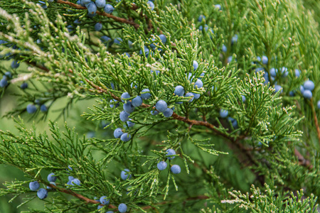 浆果的杜松子酒照片
