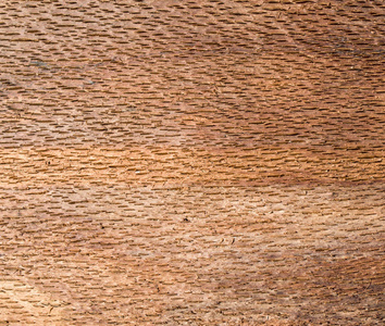 棕色的山毛榉树皮内特写图片