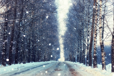 路树冬天图片