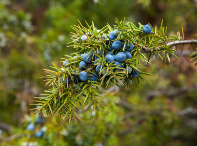 杜松子树的果实照片